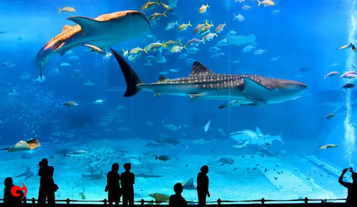 Antalya Aquarium (Oceanarium)